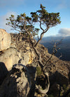 The area takes its name from the Clanwilliam Cedar tree which once forested the area but is now in danger of extinction